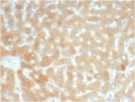 IHC staining of FFPE human liver tissue with recombinant Retinol Binding Protein 4 antibody (clone RBP4/7045R). HIER: boil tissue sections in pH 9 10mM Tris with 1mM EDTA for 20 min and allow to cool before testing.