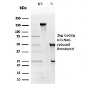 SDS-PAGE analysis of purified, BSA-free RPA32 antibody (clone RPA2/4774) as confirmation of integrity and purity.