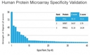 Analysis of HuProt(TM) microarray containing more than 19,000 full-length human proteins using RPA32 antibody (clone RPA2/4774). These results demonstrate the foremost specificity of the RPA2/4774 mAb. Z- and S- score: The Z-score represents the strength of a signal that an antibody (in combination with a fluorescently-tagged anti-IgG secondary Ab) produces when binding to a particular protein on the HuProt(TM) array. Z-scores are described in units of standard deviations (SD's) above the mean value of all signals generated on that array. If the targets on the HuProt(TM) are arranged in descending order of the Z-score, the S-score is the difference (also in units of SD's) between the Z-scores. The S-score therefore represents the relative target specificity of an Ab to its intended target.