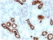 IHC staining of FFPE human kidney tissue with recombinant FSCN1 antibody (clone rFSCN1/6464) at 2ug/ml in PBS for 30min RT. HIER: boil tissue sections in pH 9 10mM Tris with 1mM EDTA for 20 min and allow to cool before testing.