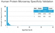 Analysis of HuProt(TM) microarray containing more than 19,000 full-length human proteins using SPARC antibody (clone OSTN/3933). These results demonstrate the foremost specificity of the OSTN/3933 mAb. Z- and S- score: The Z-score represents the strength of a signal that an antibody (in combination with a fluorescently-tagged anti-IgG secondary Ab) produces when binding to a particular protein on the HuProt(TM) array. Z-scores are described in units of standard deviations (SD's) above the mean value of all signals generated on that array. If the targets on the HuProt(TM) are arranged in descending order of the Z-score, the S-score is the difference (also in units of SD's) between the Z-scores. The S-score therefore represents the relative target specificity of an Ab to its intended target.
