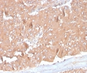 IHC staining of FFPE human adrenal gland with Monocyte Chemotactic Protein 2 antibody (clone CCL8/3686). HIER: boil tissue sections in pH 9 10mM Tris with 1mM EDTA for 20 min and allow to cool before testing.