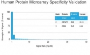Analysis of HuProt(TM) microarray containing more than 19,000 full-length human proteins using SPARC antibody (clone OSTN/3755). These results demonstrate the foremost specificity of the OSTN/3755 mAb. Z- and S- score: The Z-score represents the strength of a signal that an antibody (in combination with a fluorescently-tagged anti-IgG secondary Ab) produces when binding to a particular protein on the HuProt(TM) array. Z-scores are described in units of standard deviations (SD's) above the mean value of all signals generated on that array. If the targets on the HuProt(TM) are arranged in descending order of the Z-score, the S-score is the difference (also in units of SD's) between the Z-scores. The S-score therefore represents the relative target specificity of an Ab to its intended target.
