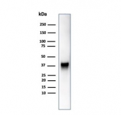 Western blot analysis of human JEG-3 cell lysate using SPARC antibody (clone OSTN/3755). Expected molecular weight: 35-43 kDa depending on glycosylation level.