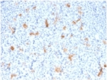 IHC staining of FFPE human tonsil tissue with SPARC antibody (clone OSTN/3755). HIER: boil tissue sections in pH 9 10mM Tris with 1mM EDTA for 20 min and allow to cool before testing.