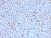 IHC staining of FFPE human spleen tissue with Osteonectin antibody (clone OSTN/3758). HIER: boil tissue sections in pH 9 10mM Tris with 1mM EDTA for 20 min and allow to cool before testing.