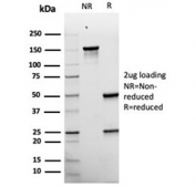 SDS-PAGE analysis of purified, BSA-free recombinant PMEL17 antibody (clone rPMEL17/6821) as confirmation of integrity and purity.