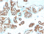 IHC staining of FFPE human placental tissue with SPTAN1 antibody (clone SPTAN1/3505). HIER: boil tissue sections in pH 9 10mM Tris with 1mM EDTA for 20 min and allow to cool before testing.