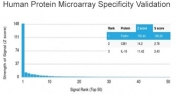 Analysis of HuProt(TM) microarray containing more than 19,000 full-length human proteins using SPTAN1 antibody (clone SPTAN1/3505). These results demonstrate the foremost specificity of the SPTAN1/3505 mAb. Z- and S- score: The Z-score represents the strength of a signal that an antibody (in combination with a fluorescently-tagged anti-IgG secondary Ab) produces when binding to a particular protein on the HuProt(TM) array. Z-scores are described in units of standard deviations (SD's) above the mean value of all signals generated on that array. If the targets on the HuProt(TM) are arranged in descending order of the Z-score, the S-score is the difference (also in units of SD's) between the Z-scores. The S-score therefore represents the relative target specificity of an Ab to its intended target.