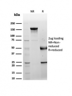 SDS-PAGE analysis of purified, BSA-free LRG1 antibody (clone LRG1/4882) as confirmation of integrity and purity.