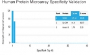 Analysis of HuProt(TM) microarray containing more than 19,000 full-length human proteins using SPARC antibody (clone OSTN/3759). These results demonstrate the foremost specificity of the OSTN/3759 mAb. Z- and S- score: The Z-score represents the strength of a signal that an antibody (in combination with a fluorescently-tagged anti-IgG secondary Ab) produces when binding to a particular protein on the HuProt(TM) array. Z-scores are described in units of standard deviations (SD's) above the mean value of all signals generated on that array. If the targets on the HuProt(TM) are arranged in descending order of the Z-score, the S-score is the difference (also in units of SD's) between the Z-scores. The S-score therefore represents the relative target specificity of an Ab to its intended target.