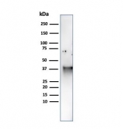 Western blot analysis of human JEG-3 cell lysate using SPARC antibody (clone OSTN/3759). Expected molecular weight: 35-43 kDa depending on glycosylation level.