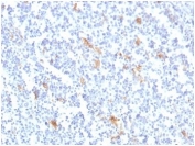 IHC staining of FFPE human tonsil tissue with SPARC antibody (clone OSTN/3759). HIER: boil tissue sections in pH 9 10mM Tris with 1mM EDTA for 20 min and allow to cool before testing.
