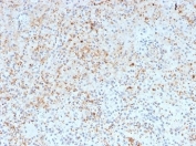 IHC staining of FFPE human spleen tissue with SPARC antibody (clone OSTN/3932). HIER: boil tissue sections in pH 9 10mM Tris with 1mM EDTA for 20 min and allow to cool before testing.