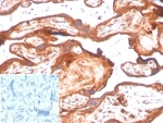 IHC staining of FFPE human placental tissue with INDOL1 antibody (clone IDO2/2638) at 2ug/ml in PBS for 30min RT. Negative control inset: PBS instead of primary antibody to control for secondary binding. HIER: boil tissue sections in pH 9 10mM Tris with 1mM EDTA for 20 min and allow to cool before testing.