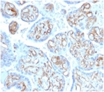 IHC staining of FFPE human placental tissue with Alpha Fodrin antibody (clone SPTAN1/3506). HIER: boil tissue sections in pH 9 10mM Tris with 1mM EDTA for 20 min and allow to cool before testing.