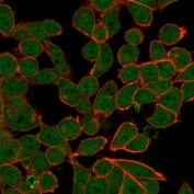 Immunofluorescent staining of PFA-fixed human HeLa cells using ZNF81 antibody (green, clone PCRP-ZNF81-2C7) and phalloidin (red).