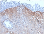IHC staining of FFPE human kidney tissue with FGF-23 antibody (clone FGF23/4171) 2ug/ml in PBS for 30min RT. HIER: boil tissue sections in pH 9 10mM Tris with 1mM EDTA for 20 min and allow to cool before testing.