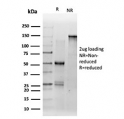 SDS-PAGE analysis of purified, BSA-free DMRT2 antibody (clone PCRP-DMRT2-1B11) as confirmation of integrity and purity.