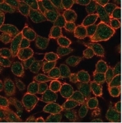 Immunofluorescent staining of PFA-fixed human HeLa cells using TDRKH antibody (green, clone PCRP-TDRKH-1H2) and phalloidin (red).
