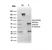 SDS-PAGE analysis of purified, BSA-free TDRKH antibody (clone PCRP-TDRKH-1H2) as confirmation of integrity and purity.