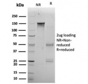 SDS-PAGE analysis of purified, BSA-free KLF12 antibody (clone PCRP-KLF12-1E3) as confirmation of integrity and purity.
