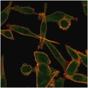 Immunofluorescent staining of PFA-fixed human HeLa cells using KLF12 antibody (green, clone PCRP-KLF12-1E3) and Phalloidin (red).