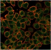 Immunofluorescent staining of PFA-fixed human HeLa cells using ECD antibody (green, clone PCRP-ECD-1D10) and Phalloidin (red).