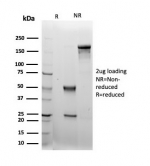 SDS-PAGE analysis of purified, BSA-free Leucine-rich alpha-2-glycoprotein antibody (clone LRG1/4883) as confirmation of integrity and purity.