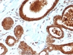 IHC staining of FFPE human breast tissue with Leucine-rich alpha-2-glycoprotein antibody (clone LRG1/4883) at 2ug/ml in PBS for 30min RT. HIER: boil tissue sections in pH 9 10mM Tris with 1mM EDTA for 20 min and allow to cool before testing.