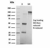 SDS-PAGE analysis of purified, BSA-free KLF17 antibody (clone PCRP-KLF17-1G2) as confirmation of integrity and purity.