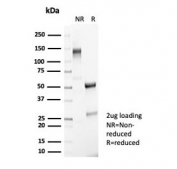SDS-PAGE analysis of purified, BSA-free recombinant Fox3 antibody (clone NeuN/7071R) as confirmation of integrity and purity.