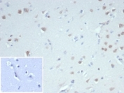 IHC staining of FFPE human cerebellum tissue with recombinant Fox3 antibody (clone NeuN/7071R). Negative control inset: PBS used in place of primary Ab. HIER: boil tissue sections in pH 9 10mM Tris with 1mM EDTA for 20 min and allow to cool before testing.