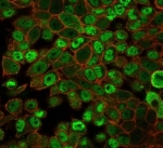 Immunofluorescent staining of PFA-fixed human HeLa cells using JAZF1 antibody (green, clone PCRP-JAZF1-1C2) and phalloidin (red).