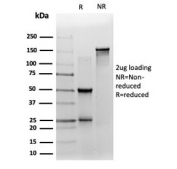 SDS-PAGE analysis of purified, BSA-free ZNF358 antibody (clone PCRP-ZNF358-1A6) as confirmation of integrity and purity.