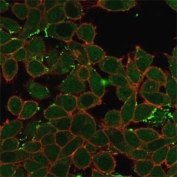 Immunofluorescent staining of PFA-fixed human HeLa cells ZNF358 antibody (green, clone PCRP-ZNF358-1A6) and phalloidin (red).