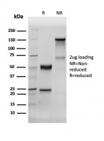 SDS-PAGE analysis of purified, BSA-free recombinant Human Nuclear Antigen antibody (clone 235-1R) as confirmation of integrity and purity.
