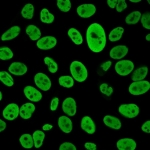 Immunofluorescent staining of PFA-fixed human HeLa cells recombinant Human Nuclear Antigen antibody (green, clone 235-1R).