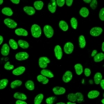 Immunofluorescent staining of MeOH-fixed human HeLa cells with recombinant Human Nuclear Antigen antibody (green, clone 235-1R).