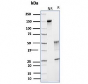SDS-PAGE analysis of purified, BSA-free GLUL antibody (clone GLUL/6599) as confirmation of integrity and purity.