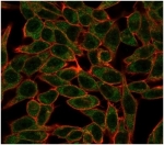 Immunofluorescent staining of human MCF-7 cells using Bcl6 antibody (green, clone PCRP-BCL6-1E2) and phalloidin (red).