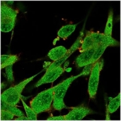 Immunofluorescent staining of PFA-fixed human U-87 MG cells using IL-7 antibody (green, clone IL7/4012) and phalloidin (red).
