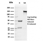 SDS-PAGE analysis of purified, BSA-free IL-7 antibody (clone IL7/4012) as confirmation of integrity and purity.