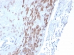 IHC staining of FFPE human placental tissue with INDOL1 antibody (clone IDO2/2639) at 2ug/ml in PBS for 30min RT. HIER: boil tissue sections in pH 9 10mM Tris with 1mM EDTA for 20 min and allow to cool before testing.