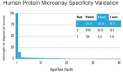 Analysis of HuProt(TM) microarray containing more than 19,000 full-length human proteins using Calcitonin antibody (clone CALCA/3310). These results demonstrate the foremost specificity of the CALCA/3310 mAb. Z- and S- score: The Z-score represents the strength of a signal that an antibody (in combination with a fluorescently-tagged anti-IgG secondary Ab) produces when binding to a particular protein on the HuProt(TM) array. Z-scores are described in units of standard deviations (SD's) above the mean value of all signals generated on that array. If the targets on the HuProt(TM) are arranged in descending order of the Z-score, the S-score is the difference (also in units of SD's) between the Z-scores. The S-score therefore represents the relative target specificity of an Ab to its intended target.