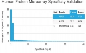 Analysis of HuProt(TM) microarray containing more than 19,000 full-length human proteins using MEF2B antibody (clone PCRP-MEF2B-2F9). These results demonstrate the foremost specificity of the PCRP-MEF2B-2F9 mAb. Z- and S- score: The Z-score represents the strength of a signal that an antibody (in combination with a fluorescently-tagged anti-IgG secondary Ab) produces when binding to a particular protein on the HuProt(TM) array. Z-scores are described in units of standard deviations (SD's) above the mean value of all signals generated on that array. If the targets on the HuProt(TM) are arranged in descending order of the Z-score, the S-score is the difference (also in units of SD's) between the Z-scores. The S-score therefore represents the relative target specificity of an Ab to its intended target.