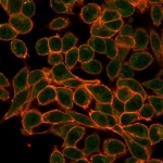 Immunofluorescent staining of PFA-fixed human HeLa cells using MEF2B antibody (green, clone PCRP-MEF2B-2F9) and phalloidin (red).