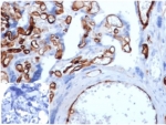 IHC staining of FFPE human placental tissue with Fatty Acid Binding Protein 4 antibody (clone FABP4/4429) at 2ug/ml. Negative control inset: PBS instead of primary antibody to control for secondary binding. HIER: boil tissue sections in pH 9 10mM Tris with 1mM EDTA for 20 min and allow to cool before testing.