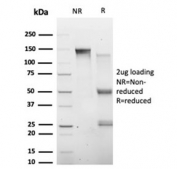 SDS-PAGE analysis of purified, BSA-free HIC2 antibody (clone PCRP-HIC2-1B1) as confirmation of integrity and purity.