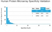 Analysis of HuProt(TM) microarray containing more than 19,000 full-length human proteins using HIC2 antibody (clone PCRP-HIC2-1B1). These results demonstrate the foremost specificity of the PCRP-HIC2-1B1 mAb. Z- and S- score: The Z-score represents the strength of a signal that an antibody (in combination with a fluorescently-tagged anti-IgG secondary Ab) produces when binding to a particular protein on the HuProt(TM) array. Z-scores are described in units of standard deviations (SD's) above the mean value of all signals generated on that array. If the targets on the HuProt(TM) are arranged in descending order of the Z-score, the S-score is the difference (also in units of SD's) between the Z-scores. The S-score therefore represents the relative target specificity of an Ab to its intended target.